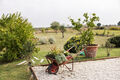 Il Noce — appartamento vacanze a Misano Adriatico — foto 12